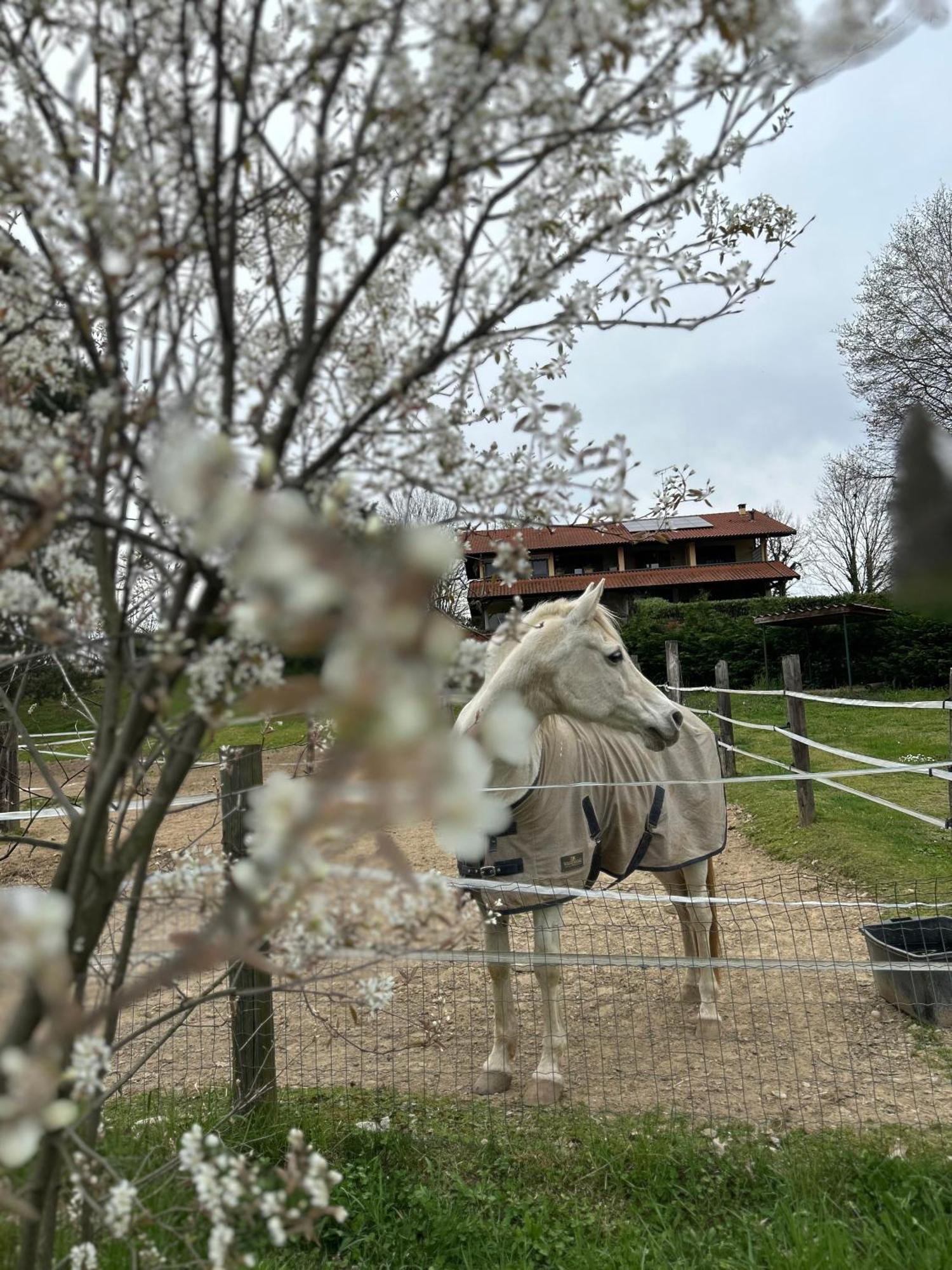 Bilocale In The Farm- Malpensa-Lago Maggiore Varallo Pombia Eksteriør bilde